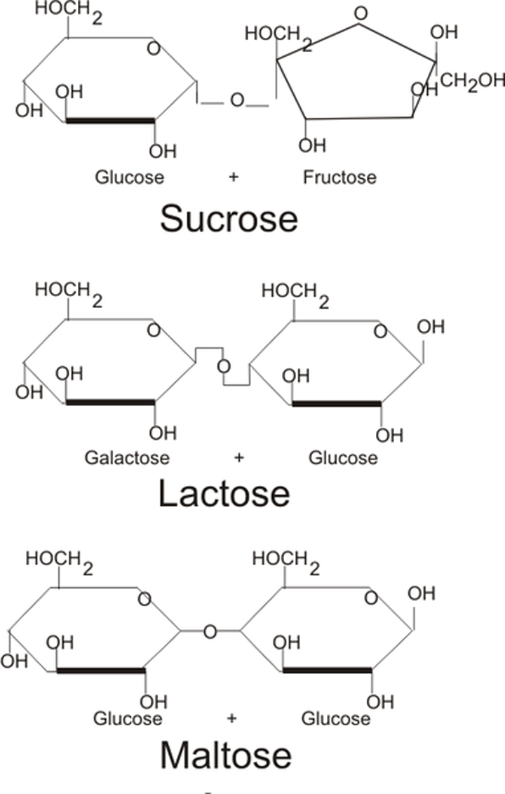 Disaccharide Structure