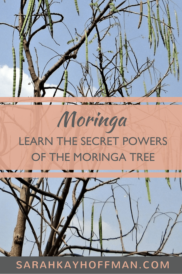 Moringa www.sarahkayhoffman.com gut healing wellness #healthyliving #guthealth #moringa #herb