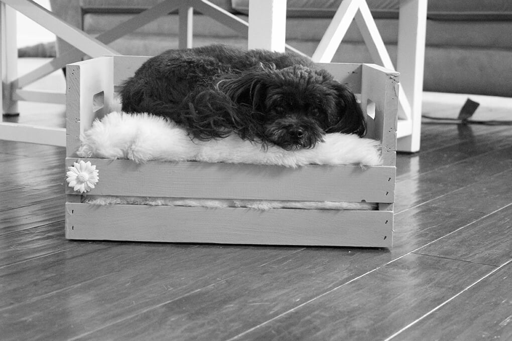 DIY Farmhouse Wooden Crate Bed for Puppy sarahkayhoffman.com BW Fiona
