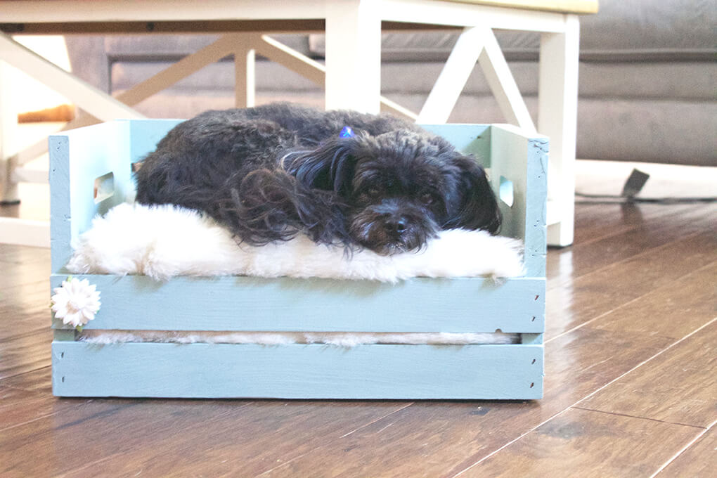 DIY Farmhouse Wooden Crate Bed for Puppy sarahkayhoffman.com Fiona laying in crate