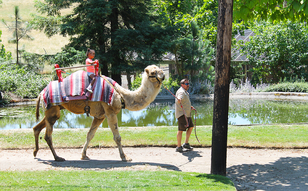 The Value of a Moment sarahkayhoffman.com Samarah Safari Oregon trip Camel