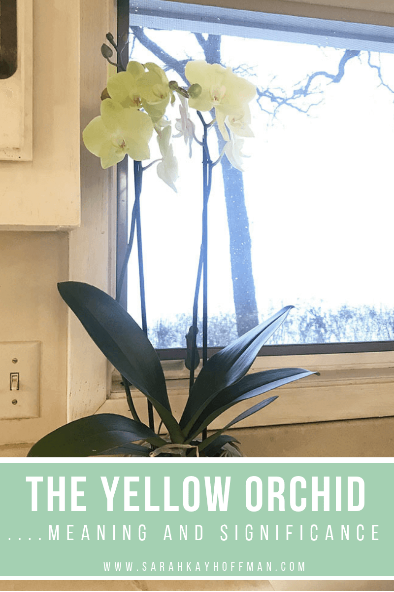 Yellow Orchids www.sarahkayhoffman.com #lifestyleblogger #orchid #flowers #healthyliving #homedecor