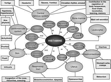 Histamine Intolerance What Does a Histamine Intolerance Look Like www.agutsygirl.com #histamine #intolerance #guthealth #healthyliving