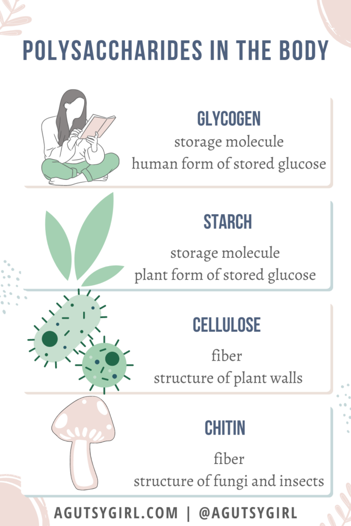 Polysaccharide vs Monosaccharides agutsygirl.com #polysaccharide