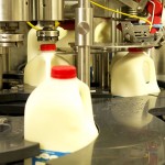 Milk Bottling Organic Pastures www.agutsygirl.com
