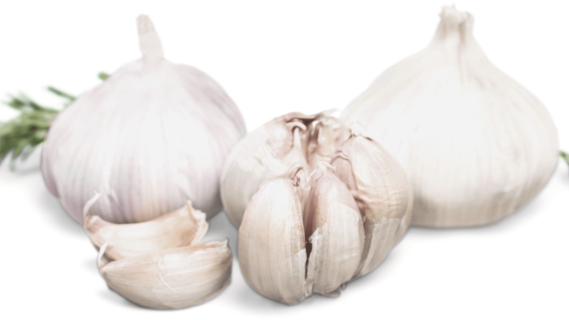 Garlic and SIBO