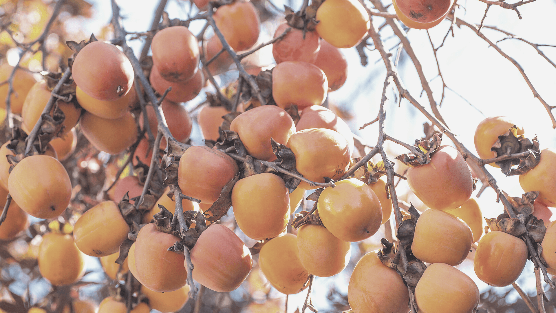 Persimmons and Coloring Books