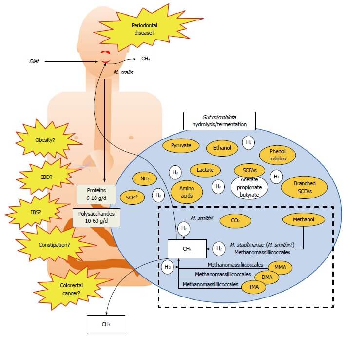 The SIBO Weight Gain Connection and Problems Caused by Methane www.sarahkayhoffman.com #SIBO #guthealth #ibs