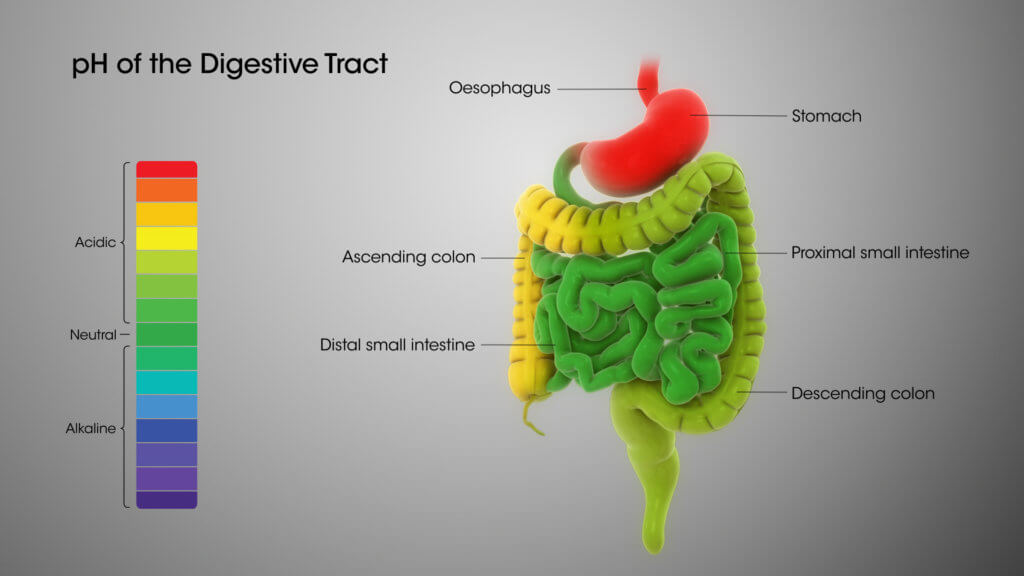 What is Achlorhydria agutsygirl.com Digestive System pH levels #digestivesystem #ph #guthealth #agutsygirl