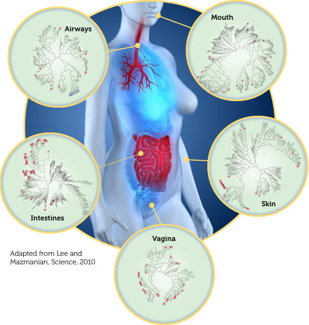 Human Microbiome agutsygirl.com What is the Gut Microbiome #microbiome #guthealth #human 5 areas