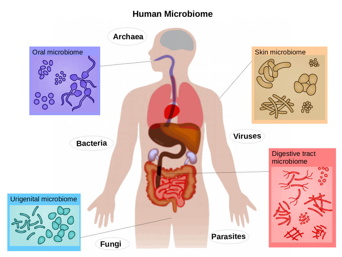 Human Microbiome agutsygirl.com What is the Gut Microbiome #microbiome #guthealth #human