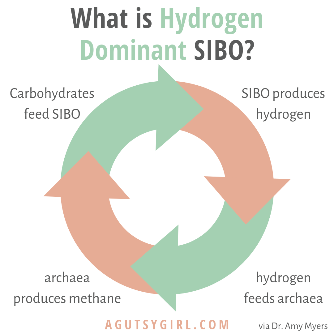 What is Hydrogen Dominant SIBO agutsygirl.com #sibo #ibs #guthealth #hydrogen vs methane