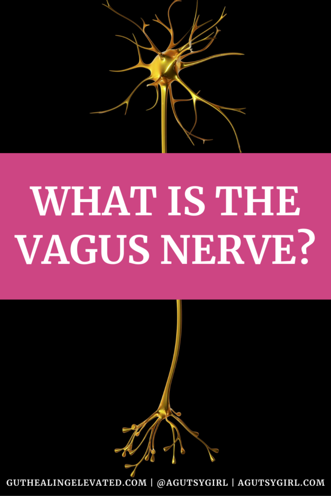 What is the Vagus Nerve agutsygirl.com #vagusnerve