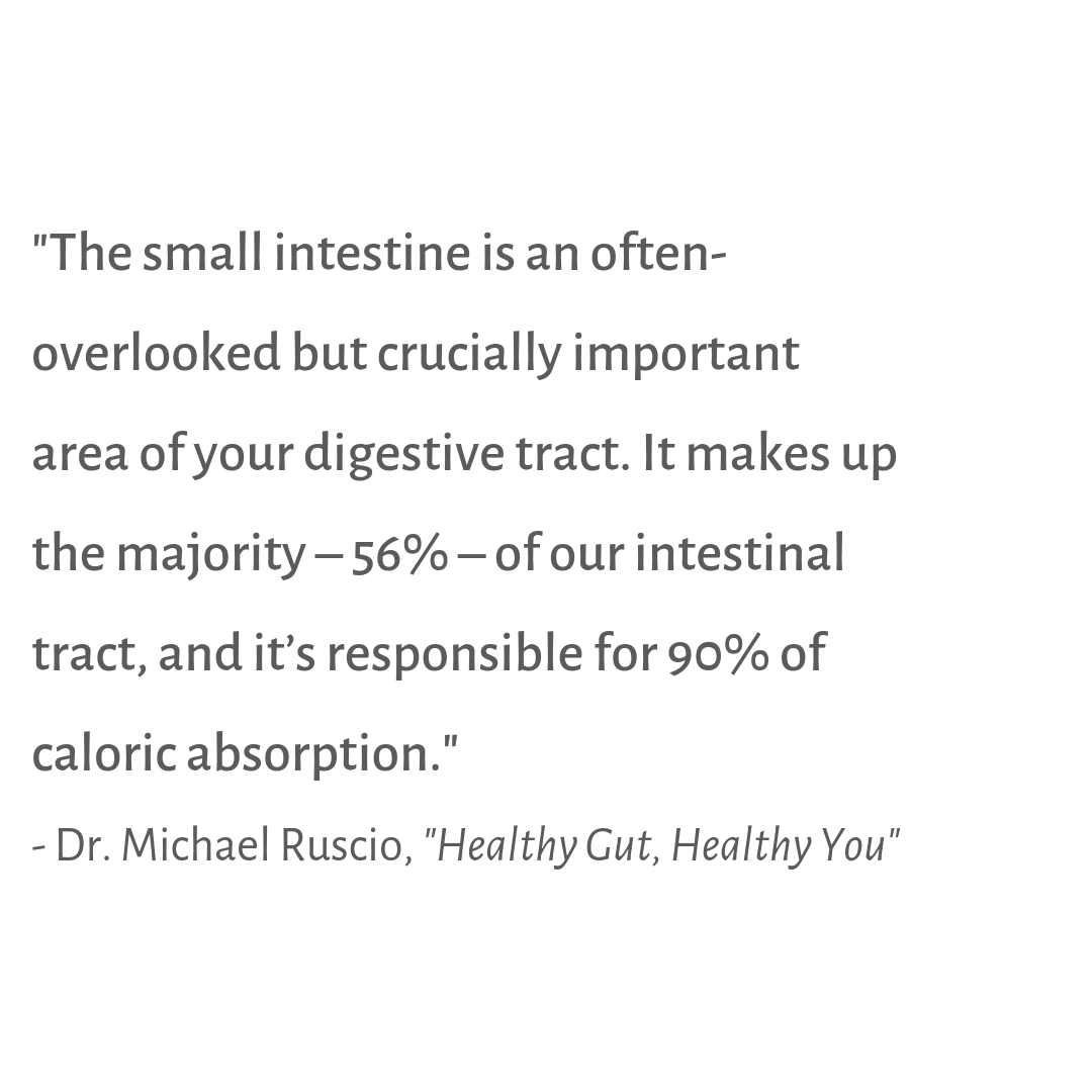 Small Intestine quote healthy gut healthy you importance agutsygirl.com #guthealth #sibo #healthyliving