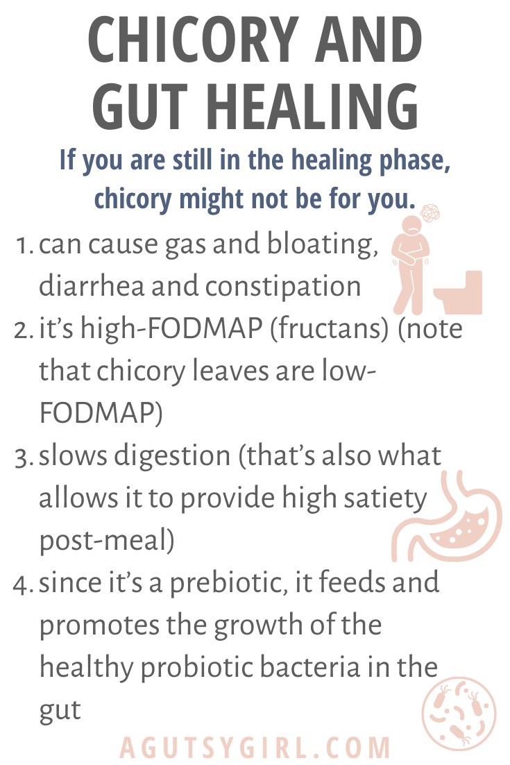 What is Chicory Root agutsygirl.com #chicoryroot #prebiotic #guthealth healing