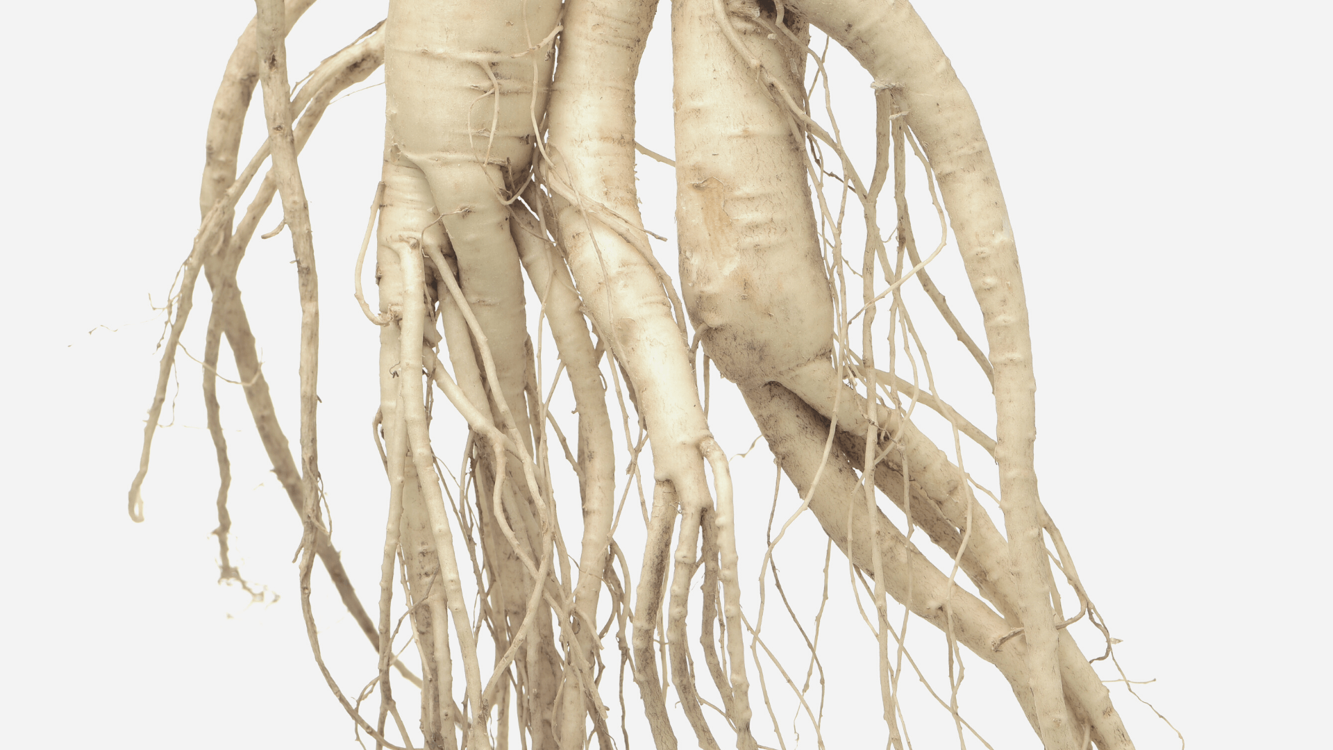 Ginseng and Gut Health