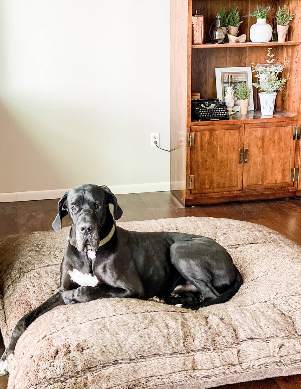 A Gutsy Girl’s Favorites Issue 17 agutsygirl.com #healthyliving #greatdane Bailey on his bed