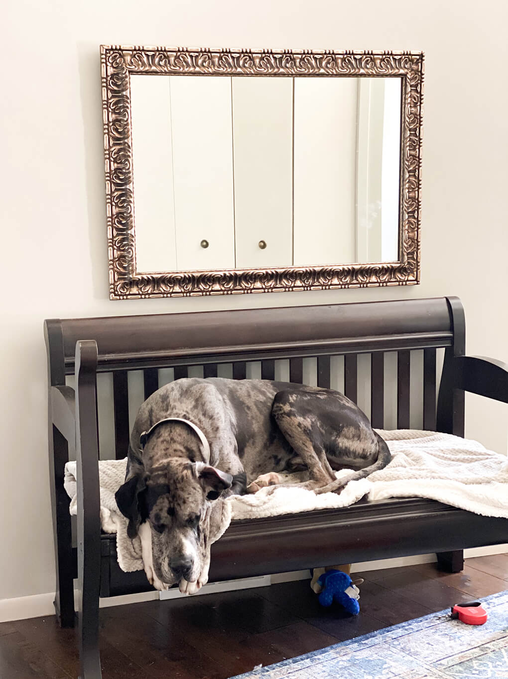 A Gutsy Girl’s Favorites Issue 17 agutsygirl.com #healthyliving #greatdane #adoptdogs #fosteradopt Harley on dad's bench