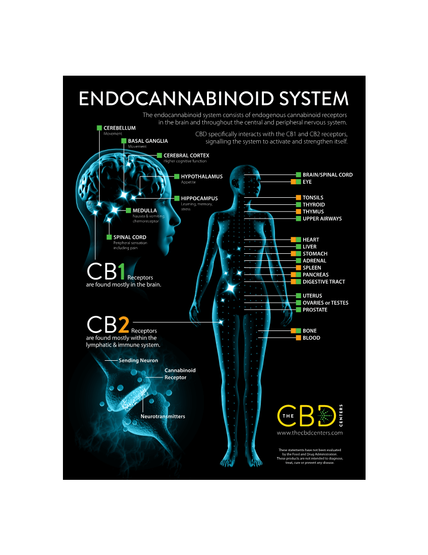 Endocannabinoid System and Your Gut agutsygirl.com #guthealth #Endocannabinoidsystem #healing