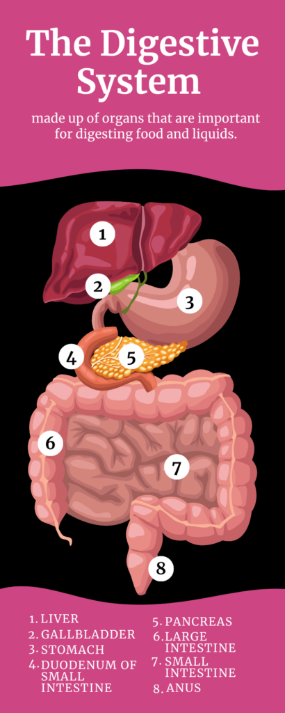 The Digestive system agutsygirl.com