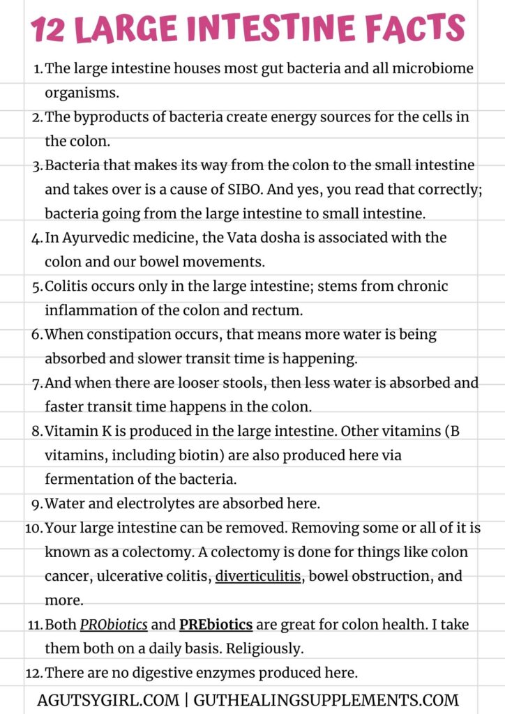 12 large intestine facts A Gutsy Girl agutsygirl.com