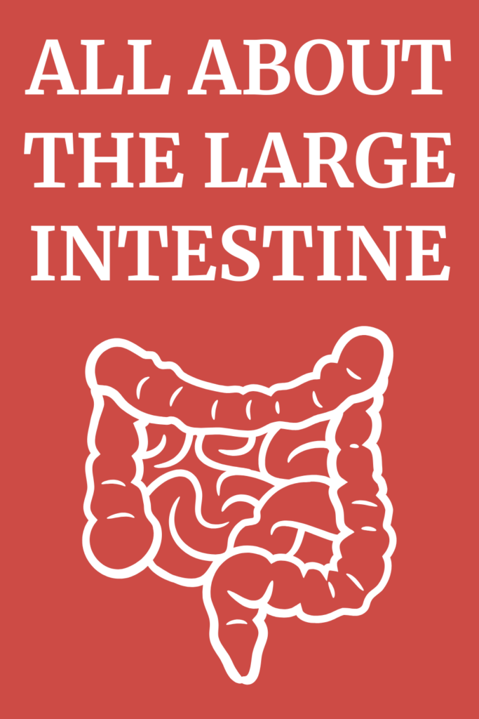 All About the Large Intestine A Gutsy Girl agutsygirl.com