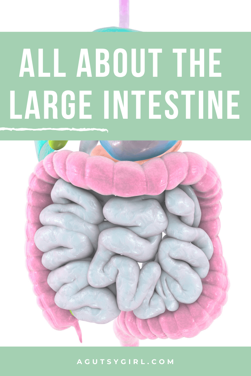 All About the Large Intestine agutsygirl.com #guthealth #largeintestine #colon #fiber