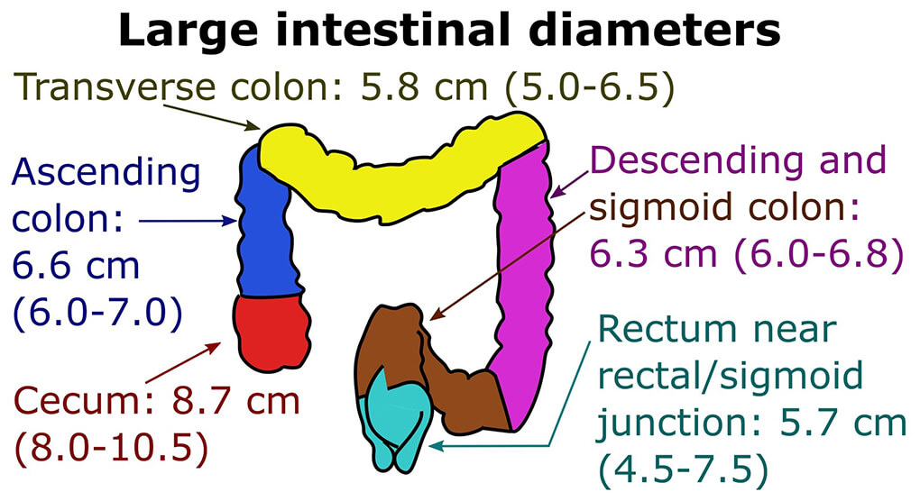 Large Intestine Colon diameters size agutsygirl.com #guthealth #largeintestine #gut #digestion
