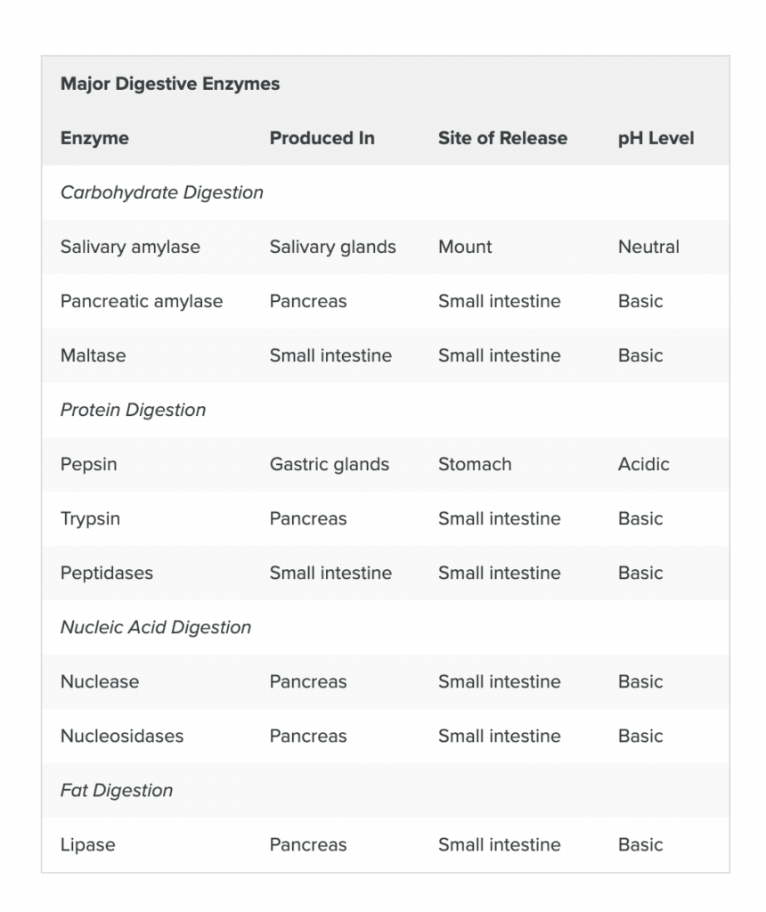 Major Digestive Enzymes agutsygirl.com via Lumen Learning Courses #digestiveenzymes #enzymes