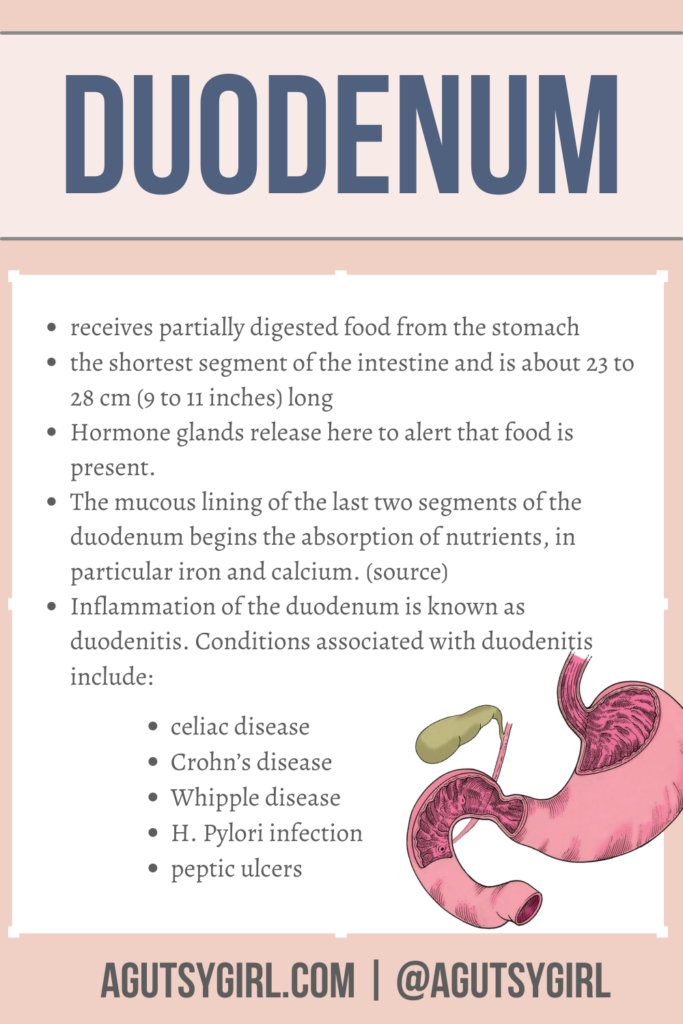 Most Nutrient Absorption Occurs in the agutsygirl.com #smallintestine #sibo #digest duodenum