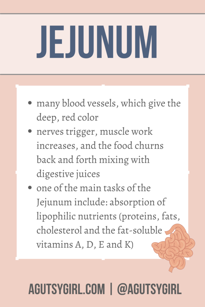 Most Nutrient Absorption Occurs in the agutsygirl.com #smallintestine #sibo #digest jejunum