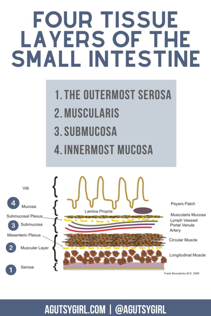 Tissue Layers small intestine mucosal nutrients agutsygirl.com #sibo #smallintestine