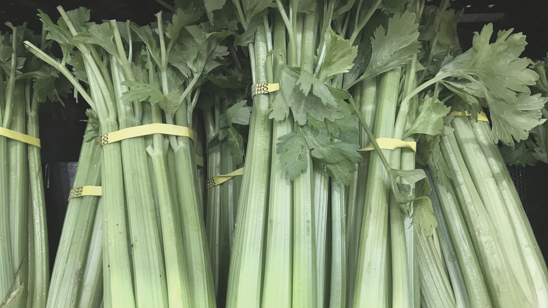 Fermented Celery