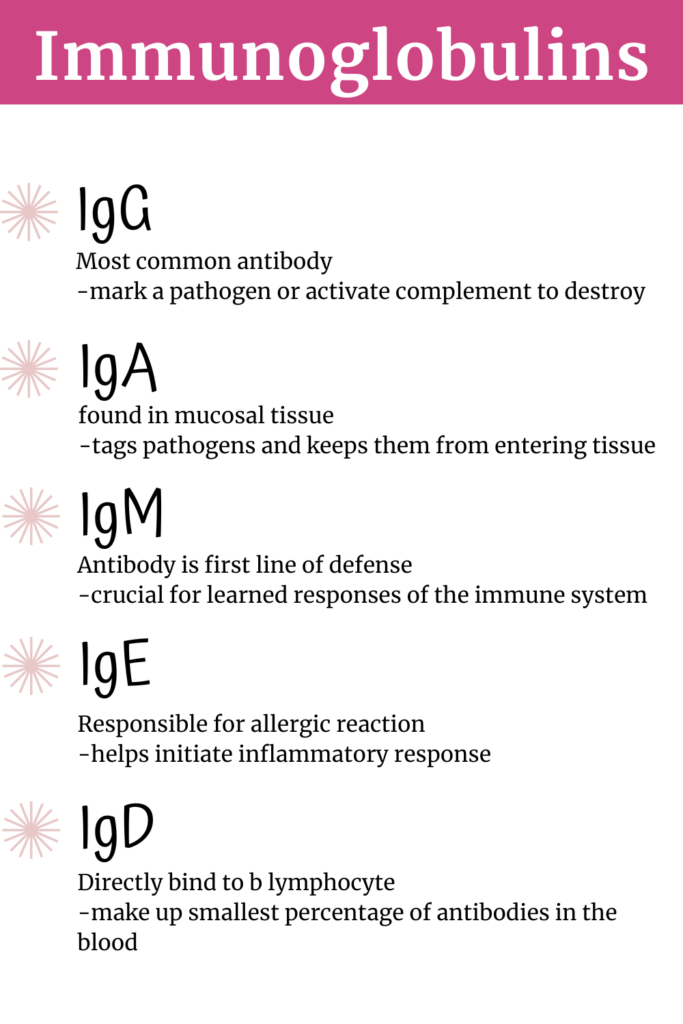 Best Immune Boosting Herbs (and the Gut-Immune Connection) agutsygirl.com #gut #immune immunoglobulins