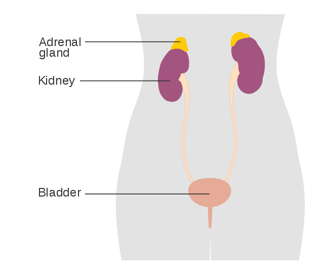 Adrenal Gland image via Wikimedia commons